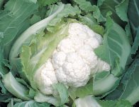Beste Expertenberatung zum Anbau von Blumenkohl