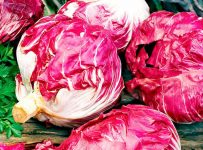 Wie man Radicchio anbaut – das Juwel der Winterernte