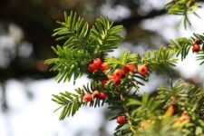 Taxus