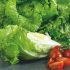 Wie man Brassicas aus Steckpflanzen anbaut